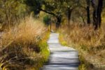 Follow Me: The Restoration of Peter and the Call to Die
