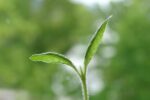 On the Cultivation of Rare Plants, Endurance, and Christlike Character