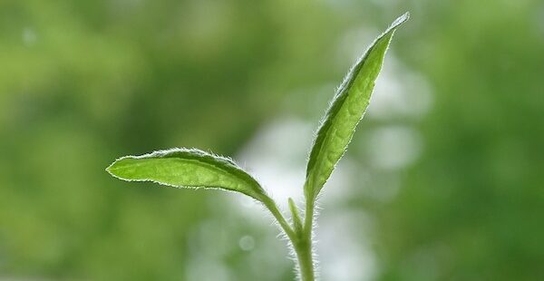 On the Cultivation of Rare Plants, Endurance, and Christlike Character